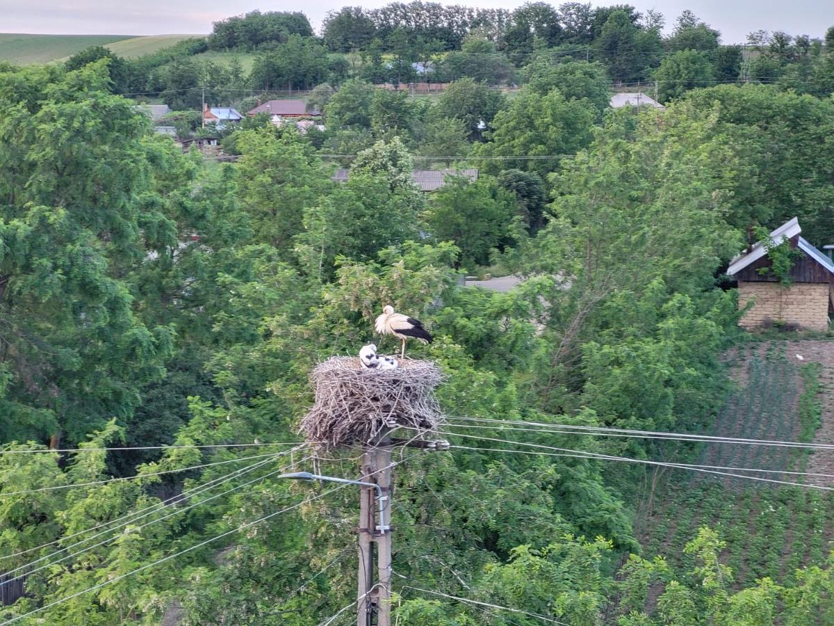 Bed and Breakfast Colt De Rai Hirtoape Екстер'єр фото